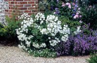 Rosa 'Francine Austin', Penstemon and Viola cornuta - Mount Prosperous, Hungerford, Berkshire
