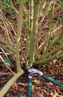 Using long-handled pruners to cut out old wood from forsythia after flowering