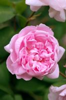 Rosa 'Fantin-Latour' flowering in June.
