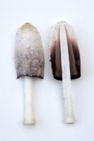 Coprinus comatus - Wild Shaggy Mane Mushroom