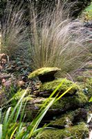 Moss growing on rocks with Stipa tennuissima behind