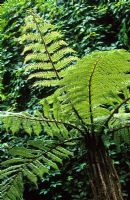 Dicksonia squarrosa - Tree fern