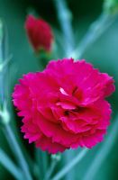 Dianthus 'Devon Wizard' - Carnation