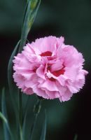 Dianthus 'Monica' - Carnation