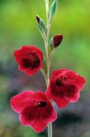 Gladiolus papilio 'Ruby' syn. G purpureoauratus