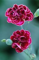 Dianthus 'Laced Monarch' - Carnation