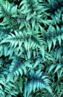 Athyrium niponicum var pictum syn A nipponicum, syn Agoeringianum - Japanese painted fern