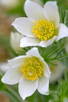 Pulsatilla vulgaris 'Alba' - White Pasque Flower