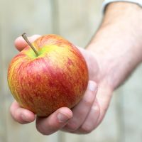 Person holding apple - Malus domestica 'Jonagold'