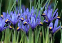 Iris reticulata 'Gordon'