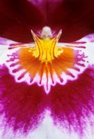Orchid Miltonia hybrid extreme close-up of flower 