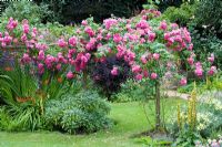 Rosa 'American Pillar' growing over rustic wooden archway - Cerney House Gardens, Gloucestershire