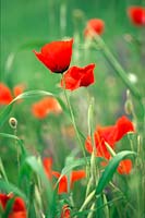 Papaver rhoeas - Field Poppy 