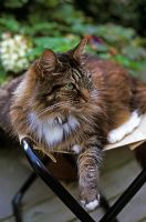 Cat on folding seat in garden