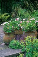 Pelargoniums in containers surrounded by  Achemilla mollis, Campanula and Carex 'Pendula'   