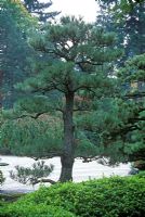 Pinus thunbergii - Japanese black pine with branches being trained to grow in specific directions