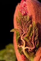 Rheum palmatum 'Atrosanguineum' - Flower head in bud