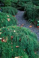 Tsuga canadensis 'Cole's Prostrate' used as edging for pathway