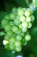 Vitis vinifera 'Buckland Sweetwater' - Common grape vine