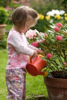 Young girl watering Rhododendron 'Dreamland'