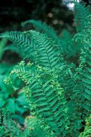 Dryopteris affinis 'Cristata' (synonymous with Dryopteris affinis Cristata 'The King') 