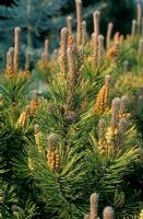 Pinus mugo 'Ophir' - Dwarf Mountain Pine