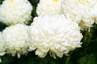 Chrysanthemum 'Les Proctor'