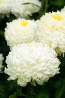 Chrysanthemum 'Les Proctor'