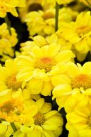 Chrysanthemum 'Mary Sweeney'