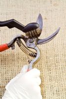 Cleaning and sharpening secateurs