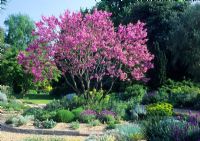 Planting includes Cercis siliquastrum in blossom, Euphorbia characias and Lavandula stoechas in gravel garden - Beth Chatto, The Dry Garden 

