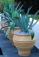 Agave americana in terracotta containers against white wall