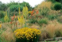 Natural planting with Coreopsis, Stipa tenuissima, Kniphofia and Verbascum - Lady Farm, Chelwood,Somerset