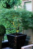 Acer palmatum 'Dissectum' in contemporary oriental style bamboo container with uplighter in soil at The Suleyman Roof garden in London 
