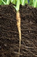 Showing carrot root system. Example of tap root