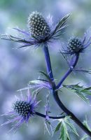 Eryngium alpinum 'Holden Blue'