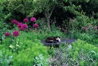 Cat on bench with Alliums, Nigella, field Campion and Myosotis in wild area of garden - Park Farm
