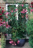 Nerium oleander in a container on patio - London