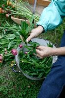 Stripping leaves from Helichrysum - Straw flower, Everlasting flower to prepare them for drying.
