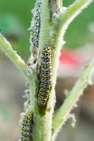 The caterpillars of the mullein moth (Cucullia verbasci) eating and destroying a Verbascum in June