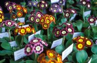 Collection of Primula auriculas at the National Auricula and Primula Society