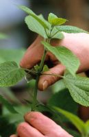 Taking cuttings from tender plants (Salvia guaranitica)Cutting suitable material with a knife - Demonstrated by Carol Klein