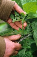 Taking cuttings from tender plants (Salvia guaranitica)Cutting suitable material with a knife - Demonstrated by Carol Klein
