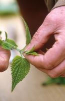 Taking cuttings from tender plants (Salvia guaranitica) Nipping out growing point - Demonstrated by Carol Klein