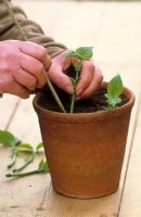 Taking cuttings from tender plants (Salvia guaranitica) Planting cuttings round edge of pot using cane to make small hole - Demonstrated by Carol Klein