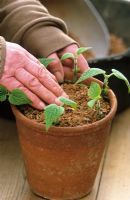 Taking cuttings from tender plants (Salvia guaranitica)Firming plants in soil - Demonstrated by Carol Klein
