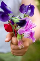 Young girl holding freshly picked bunch of sweet peas closeup of hand