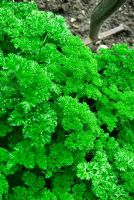 Petroselium crispum - Moss-leaved Parsley growing kitchen garden 