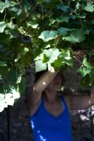 Woman selecting mature bunch of grapes for cutting from trained vine