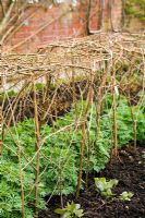 Herbaceous support provided by young green peasticks bent and shaped around perennial plant in late spring